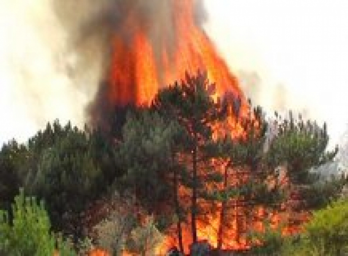 В Днепропетровской области горят 100 гектаров леса