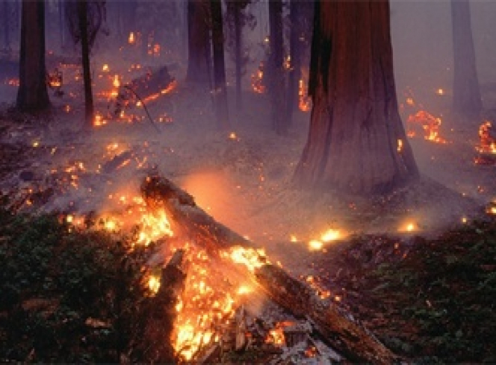 На Сумщине возбуждено уголовное дело за поджог леса.