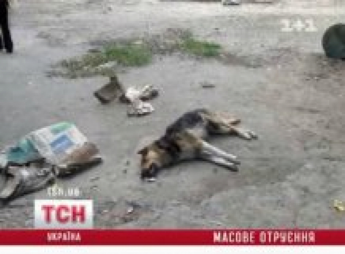 В Киеве снова травят собак