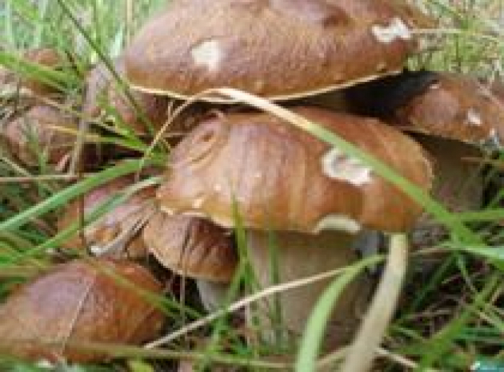 В Сумах из-за отравления дикорастущими грибами погиб мужчина