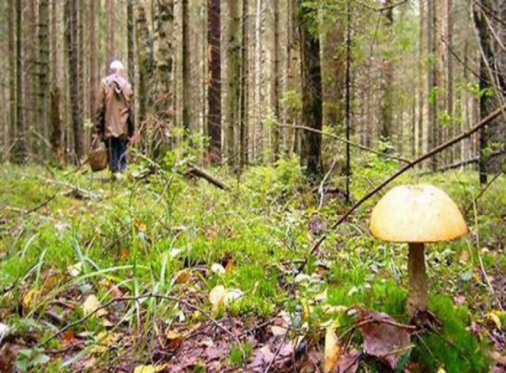 На Сумщине грибник заблудился в лесу и умер