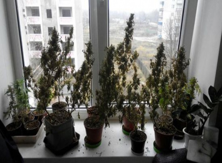 Житель Сумщины устроил наркотеплицу в собственной квартире (+фото)