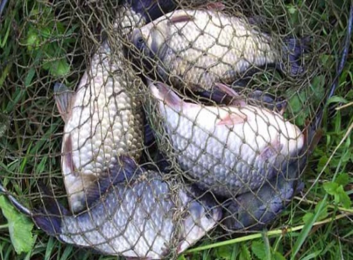 На Сумщине браконьеры наловили рыбы почти на четыре тысячи
