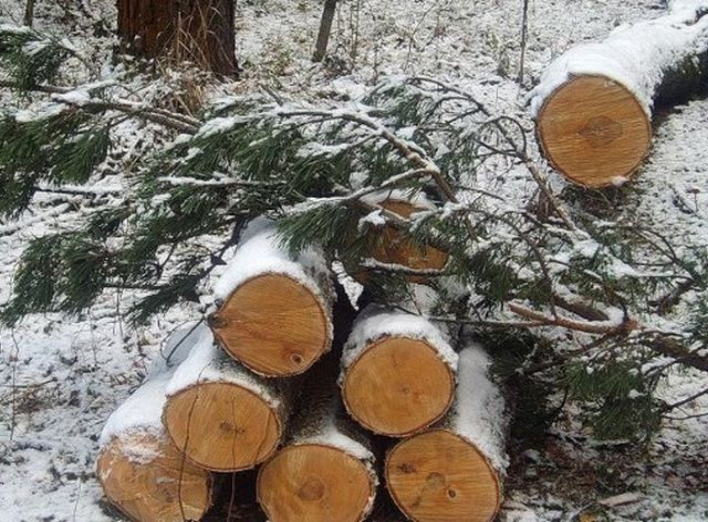 З початку року збільшена відповідальність за незаконну вирубку лісу 