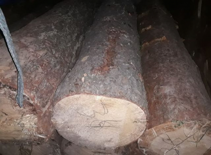На Сумщині поліція розслідує незаконні порубки лісу  фото