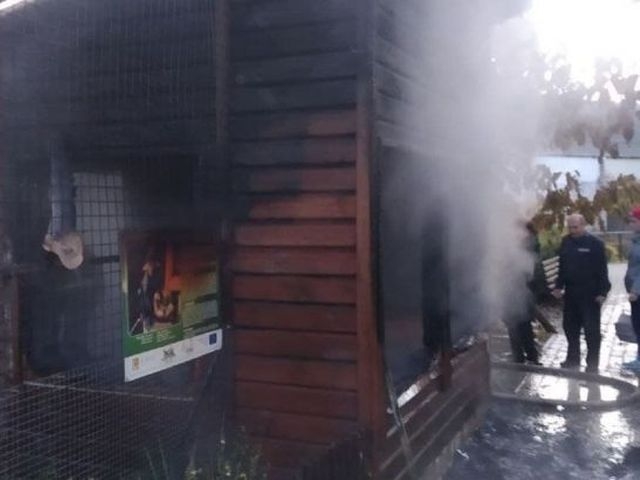 У зоопарку Луцька сталася пожежа: загинули тварини