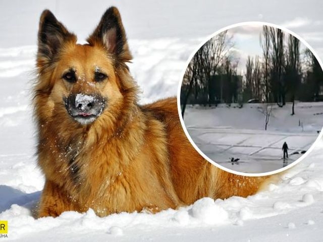 У Києві собака врятувала дитину, яка провалилася під лід  фото