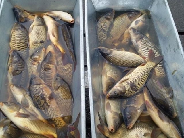 У грудні інспекторами Сумської рибоохорони викрито 60 порушень  фото