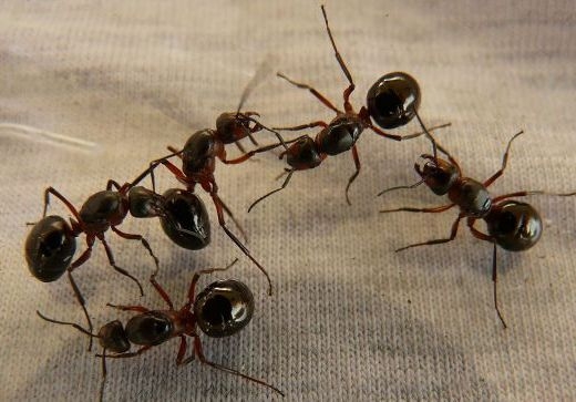 Як позбутися мурах в будинку та на городі: прості та дієві способи