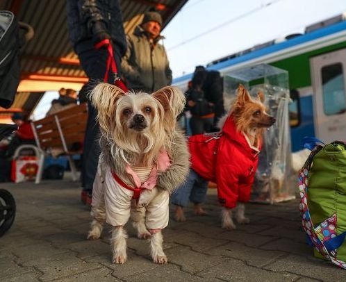 Як українцям повернутися додому з домашніми тваринами з-за кордону фото