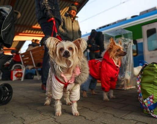 Українців із домашніми тваринами не пускають до Польщі
