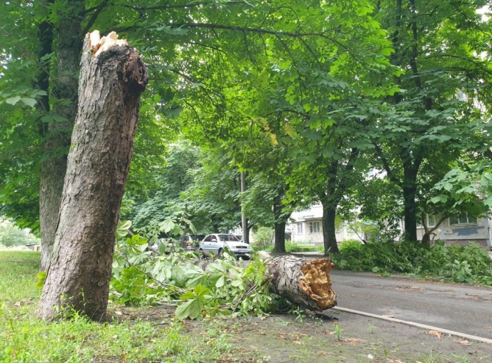 Вітер у Сумах повалив дерева фото