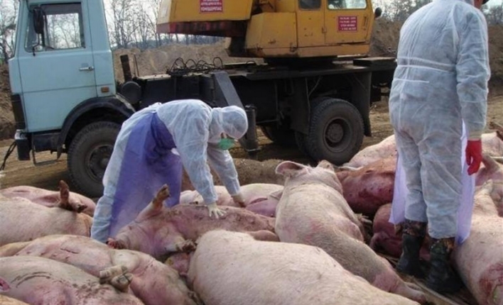 На Сумщині в річці виявили труп "чумної" свині фото
