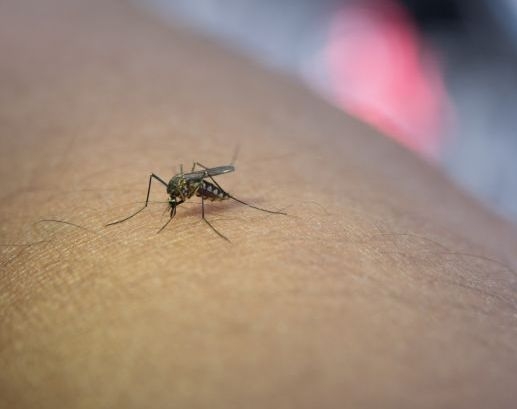Чому одних людей комарі кусають постійно, а інших - ні фото