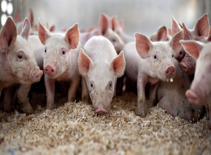 На Сумщині - спалах чуми свиней  фото