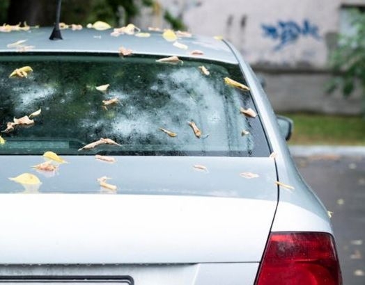 Чому восени не можна залишати машину під деревом фото