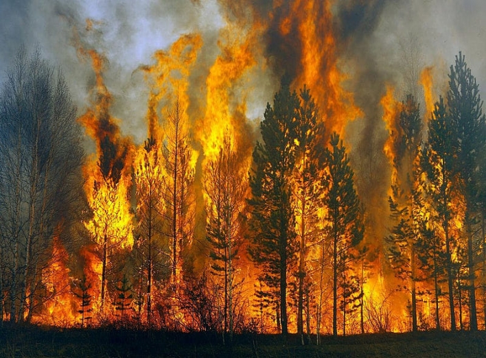 На Охтирщині згоріло 7,5 га лісу через ворожий обстріл фото