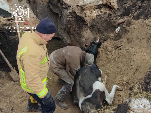 На Сумщині рятувальники дістали корову, що провалилася у погріб фото