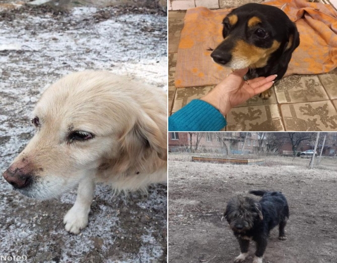 У Суми їдуть три собаки з Донеччини: шукають господарів фото