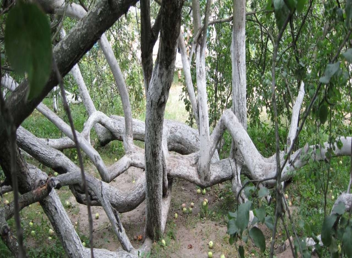Яблуня-колонія з Сумщини може стати Європейським деревом 2023 року фото