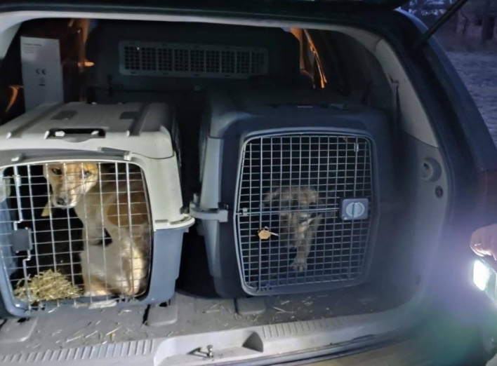 У Сумах проводять безкоштовні стерилізації собак фото