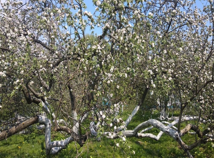 Кролевецька яблуня-колонія посіла ІІІ місце в онлайн-голосуванні за європейське дерево 2023 року фото