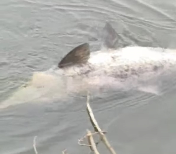 У Сумах з озера виловили 30-кілограмового товстолоба (відео) фото