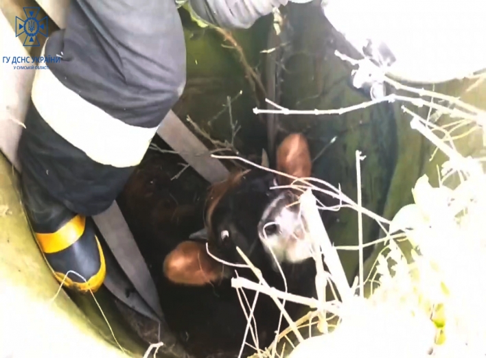 У Лебедині корова впала в каналізаційний люк (відео) фото