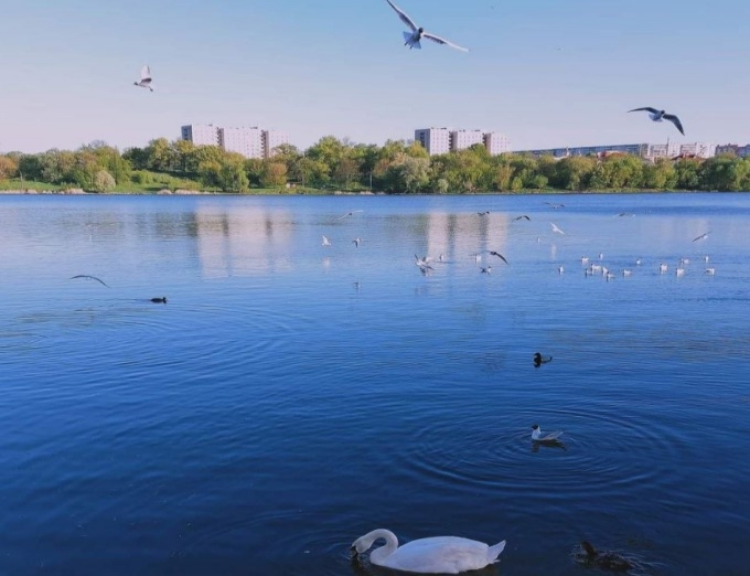 Чи екологічно безпечно купатися в сумських водоймах? фото