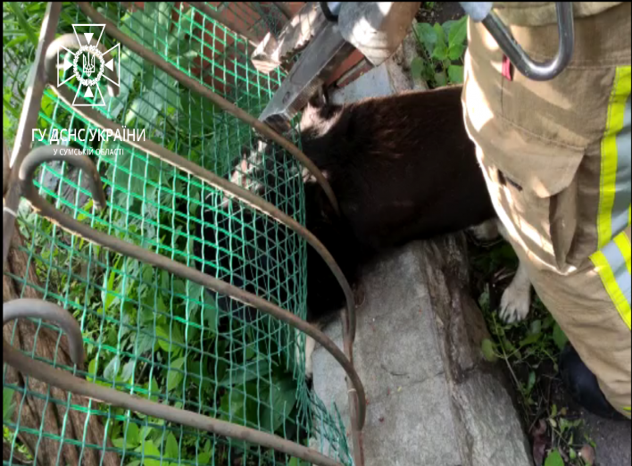 У Сумах бійці ДСНС врятували собаку (відео) фото
