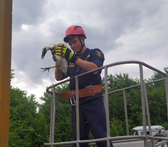 На Сумщині врятували лелеченя, яке випало із гнізда фото На Сумщині врятували лелеченя, яке випало із гнізда фото