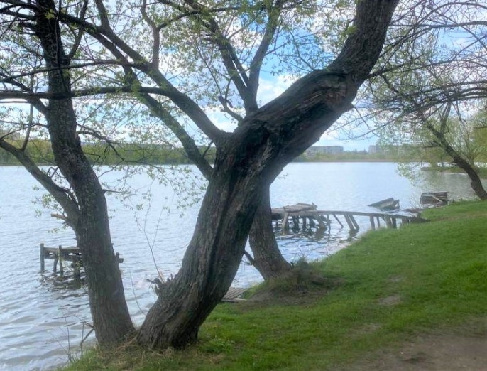 Біля озера Чеха в Сумах видаляють аварійні дерева фото
