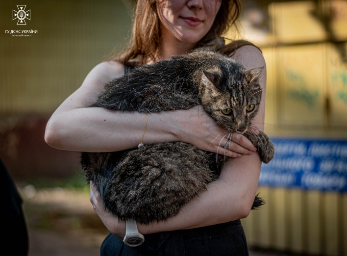 У Сумах у зруйнованому російським дроном будинку знайшли кота фото