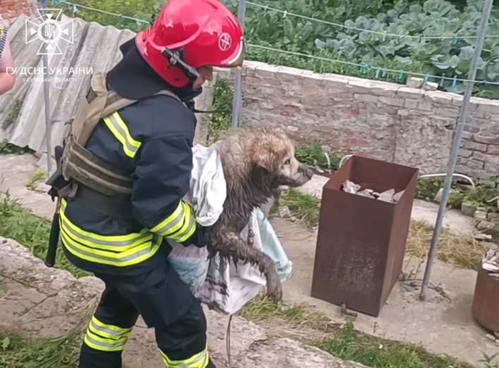 На Сумщині рятувальники допомогли підняти собаку з колодязя фото