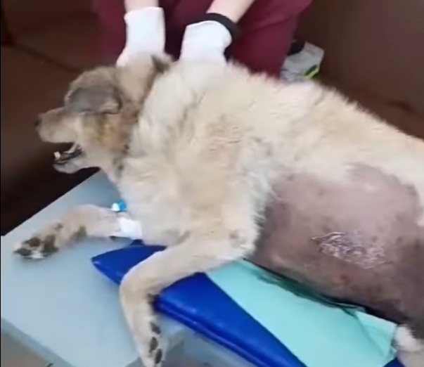Собака, який постраждав від обстрілу в Сумах, — помер фото