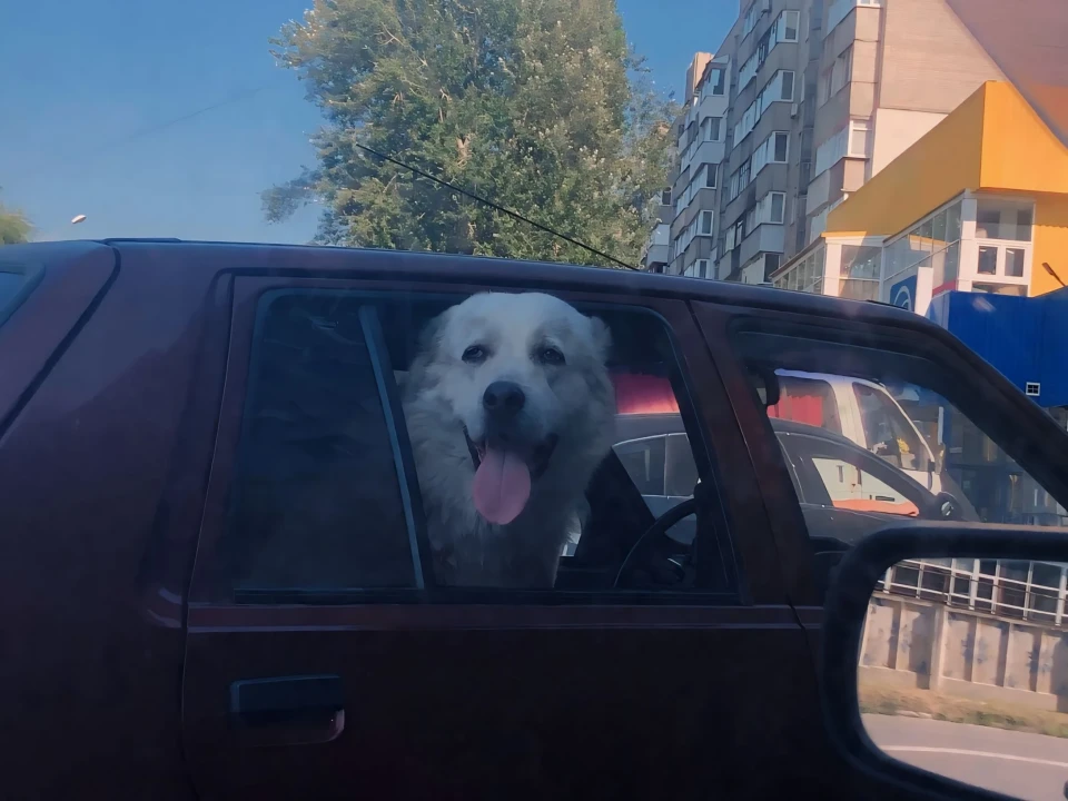 Лапки та хвости: фотопрогулянка містом з улюбленцями сум’ян фото №2