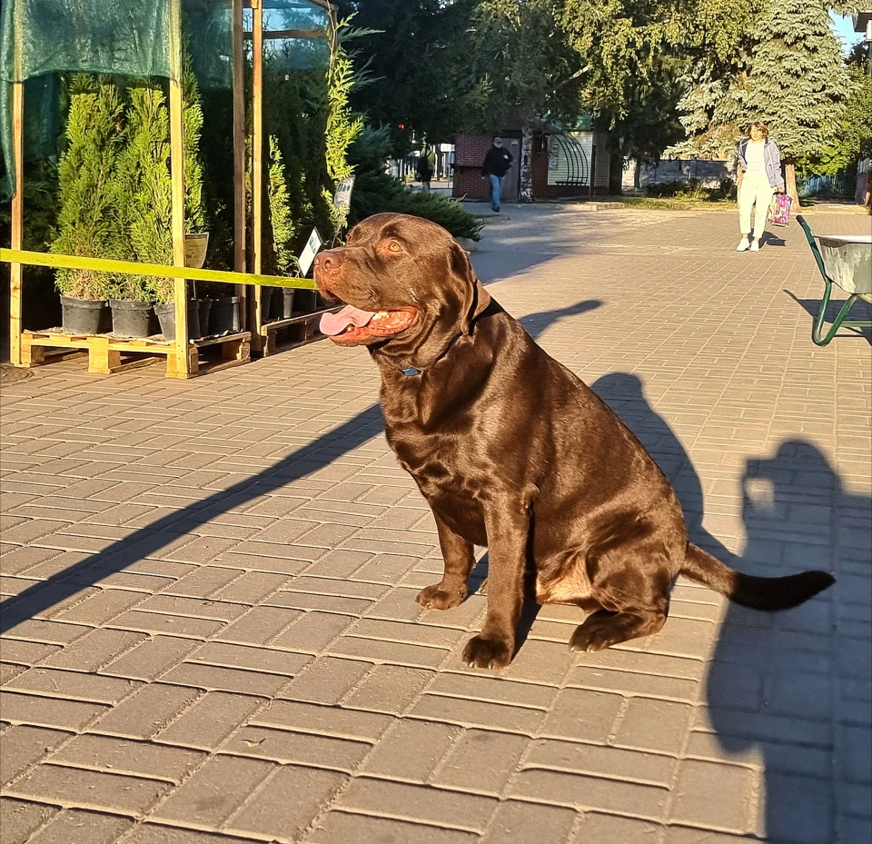 Лапки та хвости: фотопрогулянка містом з улюбленцями сум’ян фото №4