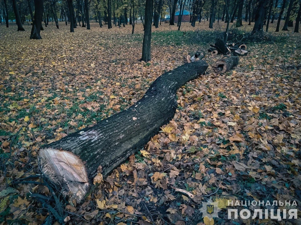 На Сумщині директора КП підозрюють у вирубці дерев у заповіднику на понад 1,5 млн грн фото №2