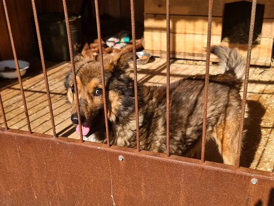 «Раніше боялася собак, а зараз їх рятую» - інтерв'ю з сумською волонтеркою фото №2