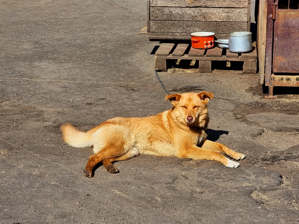 «Раніше боялася собак, а зараз їх рятую» - інтерв'ю з сумською волонтеркою фото №5
