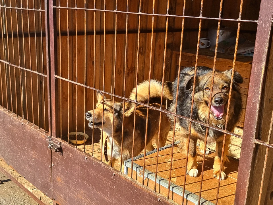 «Раніше боялася собак, а зараз їх рятую» - інтерв'ю з сумською волонтеркою фото №6