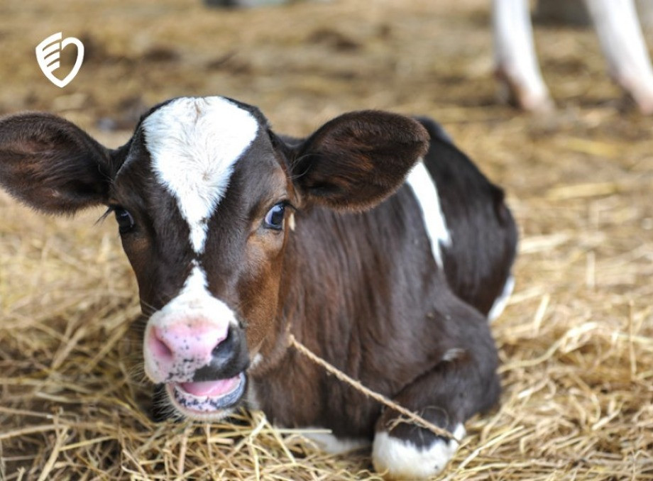 У Тростянецькій громаді лабораторно підтвердили сказ у теляти, контактувало троє людей