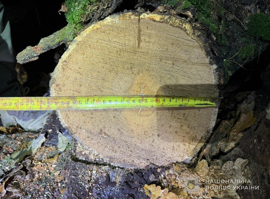 У Конотопському районі поліція затримала чоловіка з незаконно зрубаною деревиною