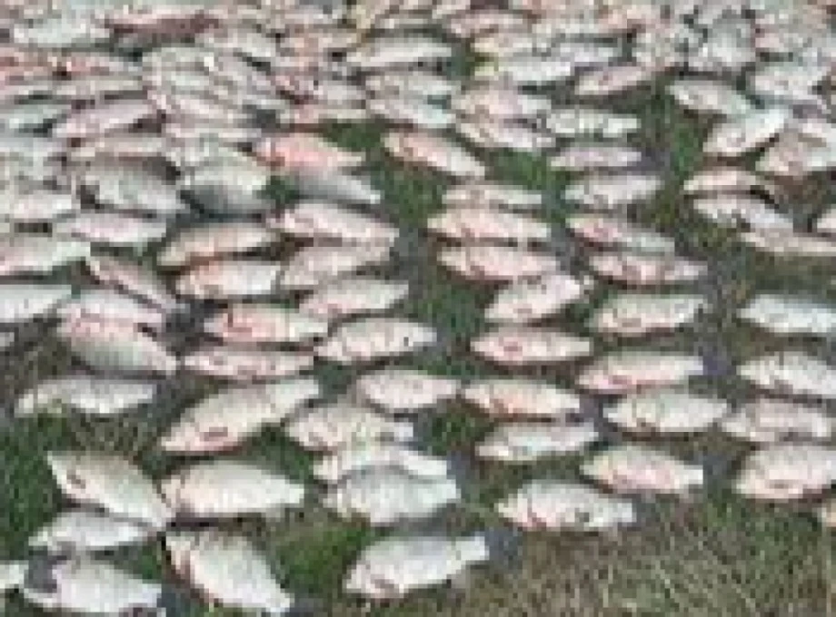 На Сумщині судитимуть рибалку за браконьєрство