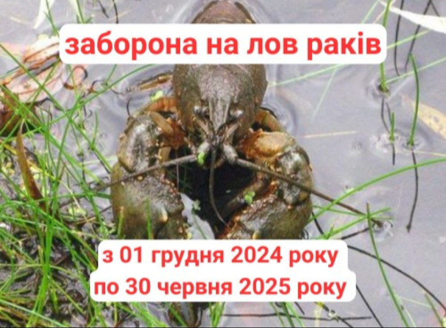 На Сумщині з 1 грудня заборонений вилов раків