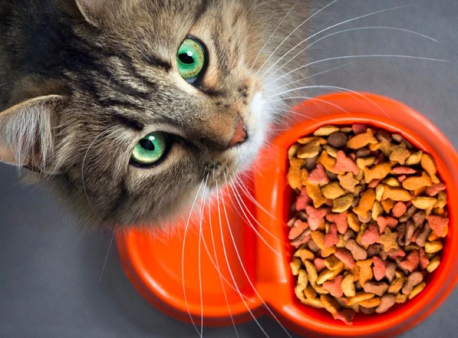 Выбор правильного питания для котят