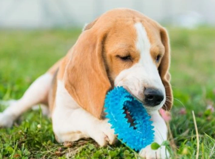 Чому собаки їдять траву і коли через це варто непокоїтися