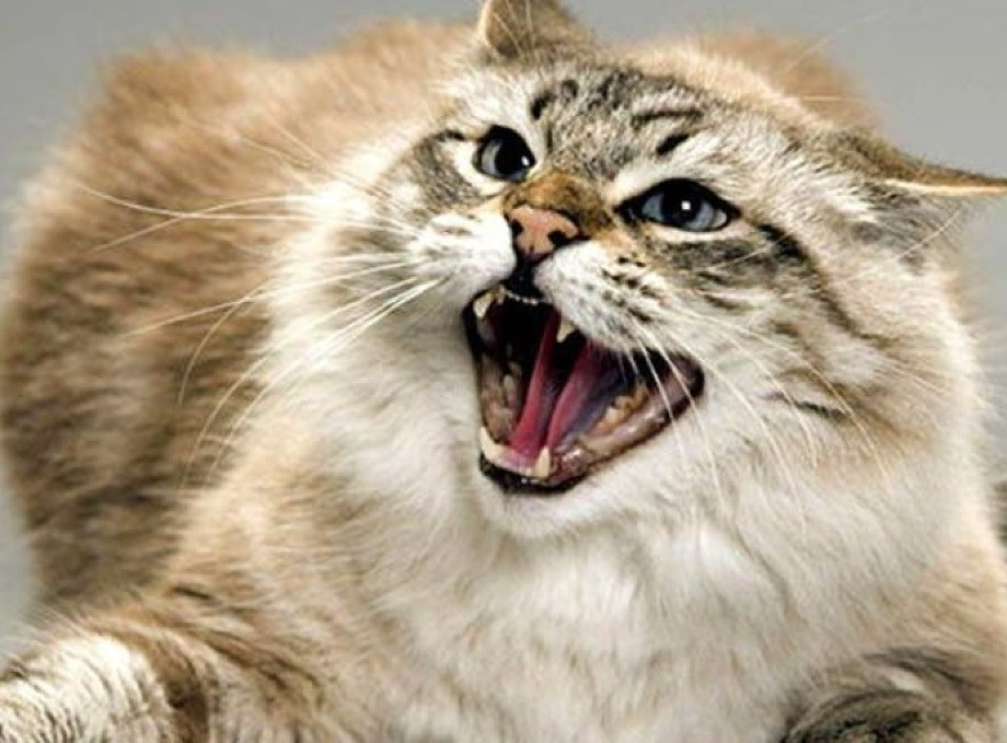 На Сумщині виявили сказ у домашнього кота, який не був щеплений