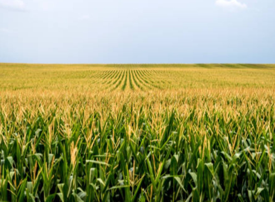 Рада оборони Сумщини заборонила сіяти соняшник та кукурудзу на прикордонних територіях