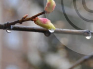 Погода на Сумщині 18-20 квітня: дощі та нічні заморозки